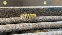 Bug Worm GIF - Bug Worm Caterpillar GIFs