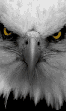 Alto Mando Eagle GIF - Alto Mando Eagle Fierce GIFs