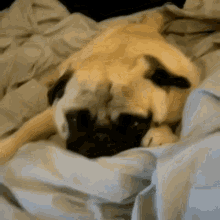 pug life mood sleepy chill