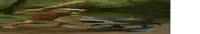 a blurred image of a frog holding a stick and a fish .
