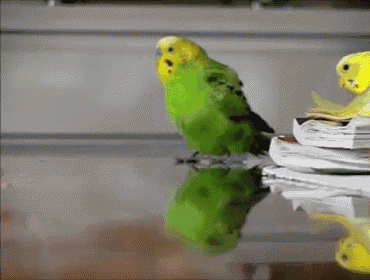bird-run.gif