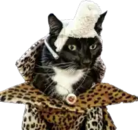 a black and white cat wearing a leopard coat and a headset