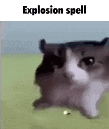Kitty Explosion GIF - Kitty Explosion Wizard GIFs
