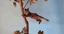 Cat Hang GIF - Cat Hang Tree GIFs