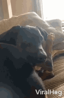 Dog Viralhog GIF - Dog Viralhog Biting Leg GIFs