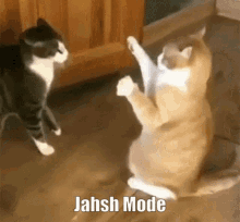 jahsh cat jahsh mode funny cat gahsh