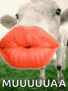 Kisses Cow GIF