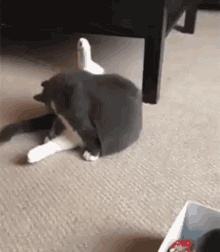 Cat Flip GIF - Cat Flip Attention GIFs