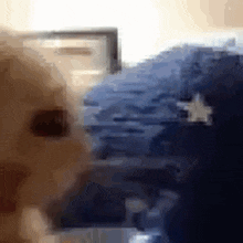 a close up of a cat looking at the camera with a blurry background .