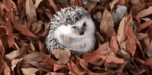 Hello November GIF - Hedgehog November Leaves GIFs
