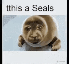 Tthis Is A Seals Seal GIF - Tthis Is A Seals Seal Toba Aquarium GIFs