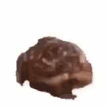 a close up of a hamster 's back on a white background .
