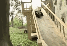 Panda Slide GIF - Panda Slide Playful GIFs