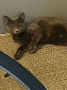 a cat is laying on a carpet next to a bicycle tire