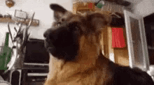 a german shepherd dog is sitting in a living room with a deer in the background .