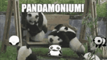 Pandamonium Pandemonium GIF - Pandamonium Pandemonium Panda GIFs