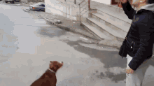 Pit Bull Is Crazy For Bubbles GIF - Pit Bull Crazy GIFs