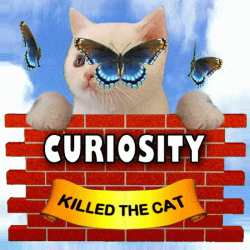 Curiosity killed the cat.

Let's see how the Internet responds to two open ended questions.