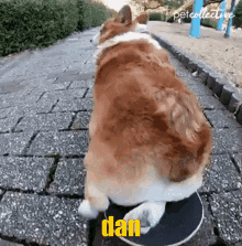 Dogwarden Skateboard GIF - Dogwarden Dog Skateboard GIFs