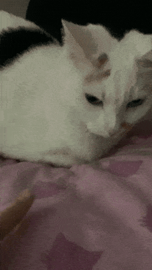 Cat Mishkaboop GIF - Cat Mishkaboop Vanillacream GIFs