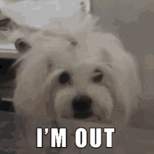 a small white dog with the words i 'm out on it 's face