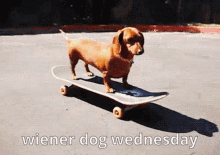Wiener Dog Wiener Dog Wednesday GIF - Wiener Dog Wiener Dog Wednesday GIFs