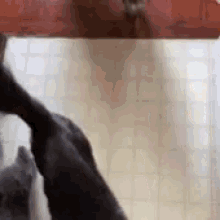 Cats Cute GIF - Cats Cute Looking Up GIFs
