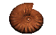 a close up of an ammonite on a white background .