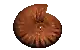 a close up of an ammonite on a white background .