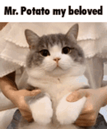 Mr Potato Meme GIF