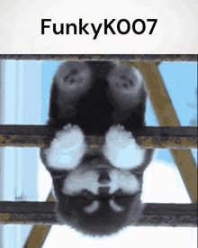 Funkyk007 Dog GIF - Funkyk007 Dog Australia GIFs
