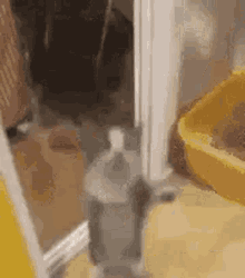 a cat is standing in front of a yellow litter box .