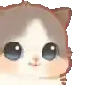 a gray and white cat with big blue eyes is looking at the camera .