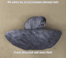 a picture of a rock that says " me when my assassination attempt fails "