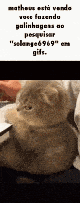 a picture of a cat with the words matheus esta vendo