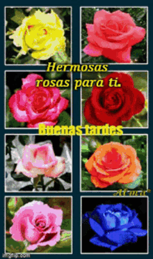 Hermosas Rosas Para Ti GIF - Hermosas Rosas Para Ti GIFs