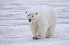 Oso Polar GIF - Oso Polar GIFs