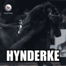 Hynder Paard GIF - Hynder Paard Frysk GIFs