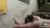 a person is holding a small animal in their hand and the website gifrun.com is on the bottom