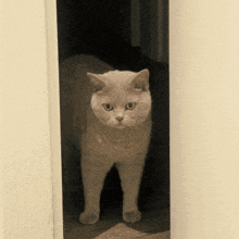 a white cat is standing in a doorway looking at the camera