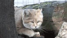 Cats Scratch GIF - Cats Scratch Kitty GIFs