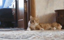 Cat Scared Cat GIF