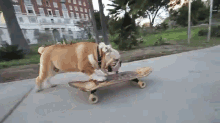 Skateboarding Bulldog GIF