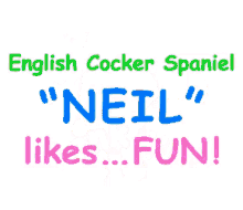 English Cocker Spaniel Dog GIF - English Cocker Spaniel Dog GIFs