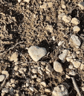 a heart shaped rock is laying on the ground