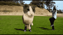 a gray and white cat is standing in a grassy field