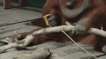 Pulve Tischler GIF - Pulve Tischler Orangutan GIFs