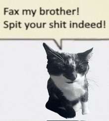 Cat GIF