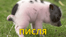 свинья Pig GIF - свинья Pig писля GIFs