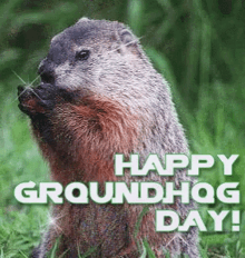 punxsutawney phil groundhog day